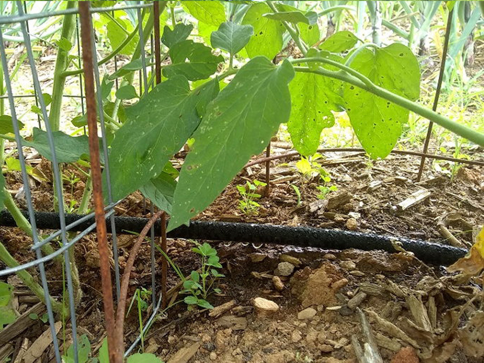 Ernesta Ciura